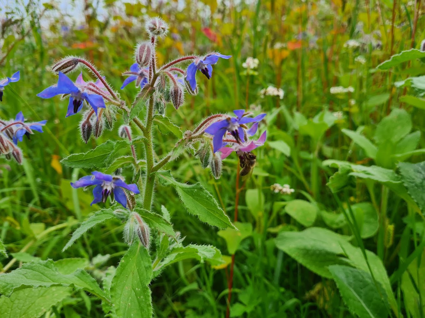 biene_blume.jpg