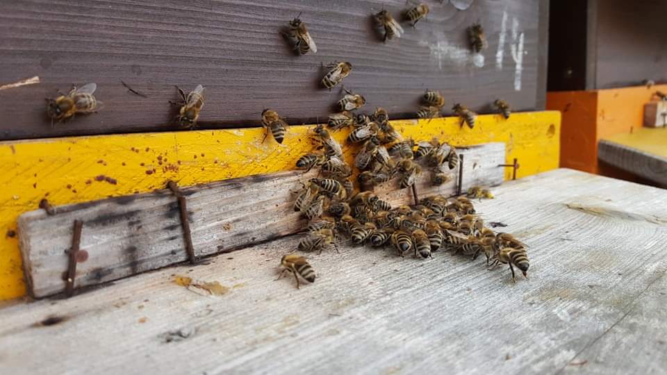 bienenstock.jpg