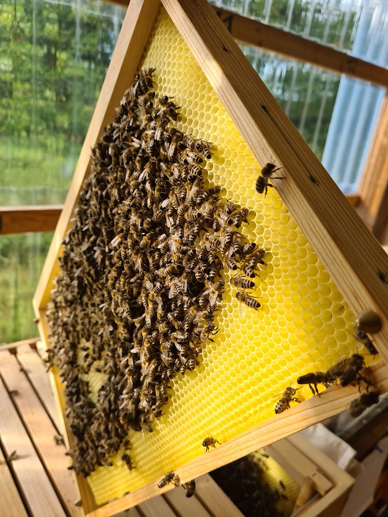 bienenwabe_1.jpg