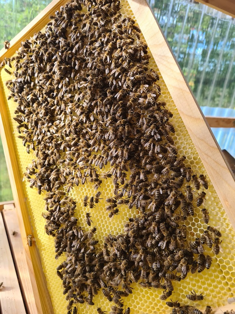 bienenwabe_2.jpg